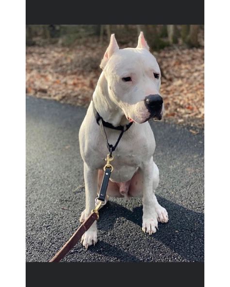 Argentine Dogo Mix Pitbull