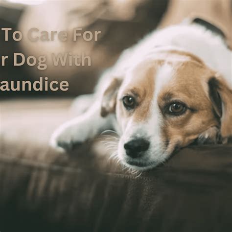 Can Dogs Recover From Jaundice