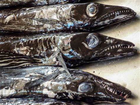 Schwarzer Degenfisch, Madeira Foto & Bild | madeira, wildlife, fisch Bilder auf fotocommunity