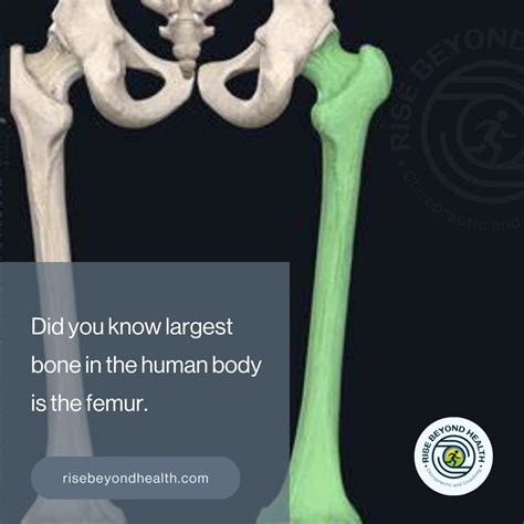 Largest Bone In The Body