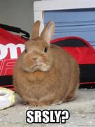 Image result for Funny Bunny Pics