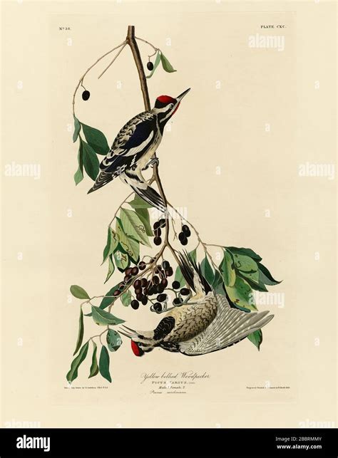 Plate 190 Yellow bellied Woodpecker (Yellow-bellied Sapsucker) The ...