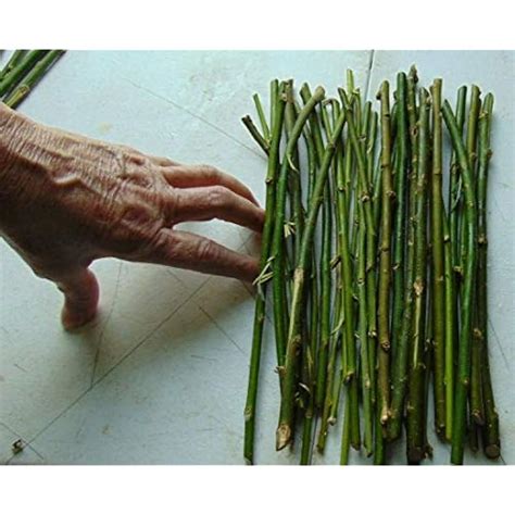 CZGrain 50 Hybrid Willow Tree Cuttings - 14 inch or Smaller India | Ubuy