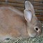 Image result for Cute Bunny as a Pet