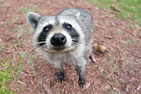 Raccoon Fact Sheet - C.S.W.D