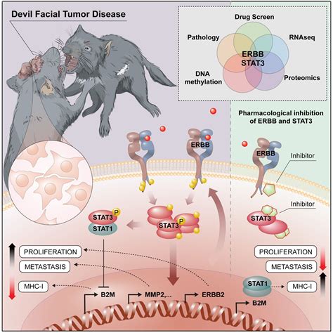 How cancer becomes transmissible in Tasmanian devils: molecular ...