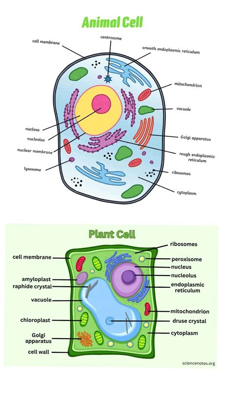 Cells 的图像结果