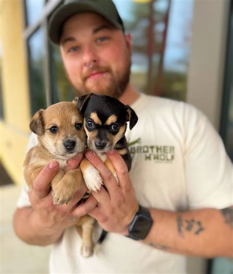 Brother Wolf Animal Rescue (@brotherwolfanimalrescue) • Instagram ...