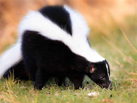 Skunk: Profile and Information
