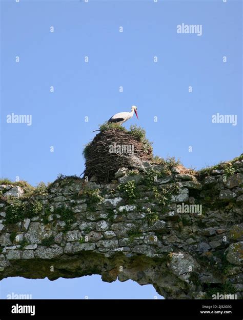 Angel kiss birthmark hi-res stock photography and images - Alamy