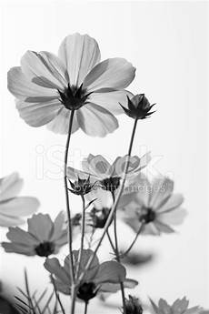 fiori in bianco e nero d arte in bianco e nero fiore fotografie stock fiori in bianco e nero d arte in bianco e nero fiore fotografie stock
