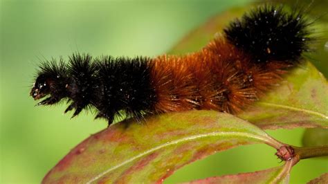 Wooly Bear Caterpillar