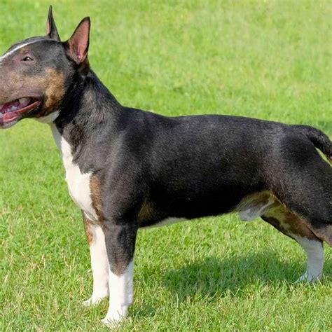 Black Miniature Bull Terrier