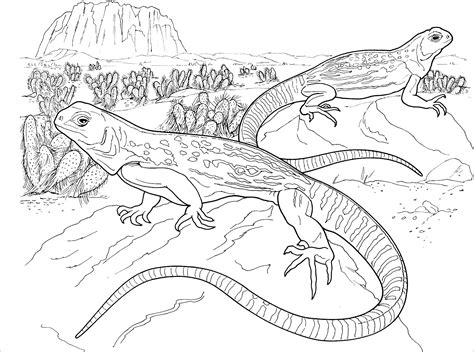 Realistic Lizard Coloring Pages