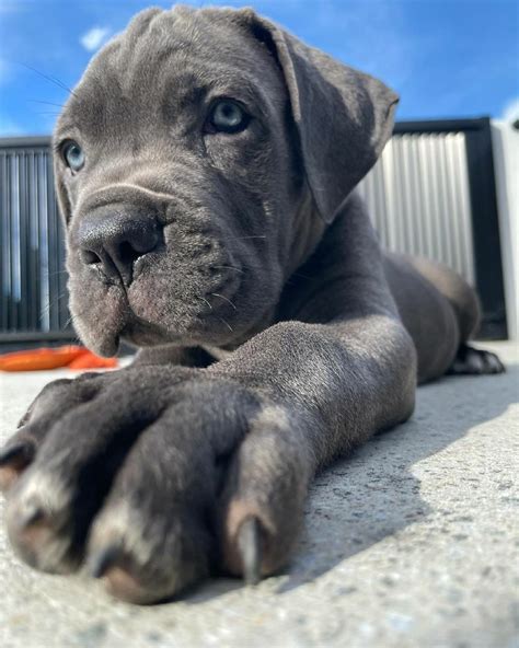 Cane corso with blue eyes – Artofit