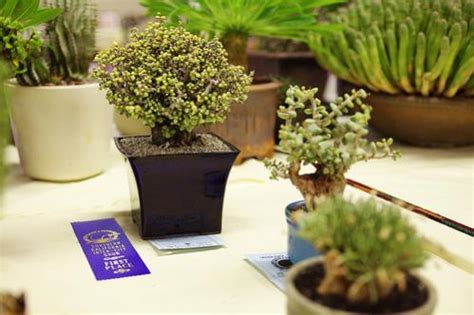 Sukulent (Succulent) Hakkında Genel Bilgiler - Page 7 - agaclar.net