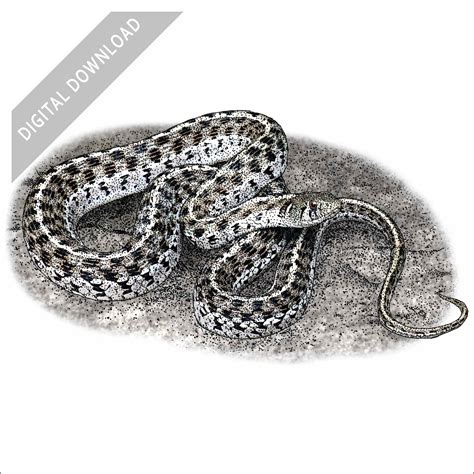 Stock Art Drawing of a Checkered Garter Snake