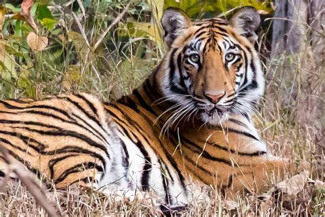TADOBA ANDHARI NATIONAL PARK (2026) All You Need to Know BEFORE You Go ...