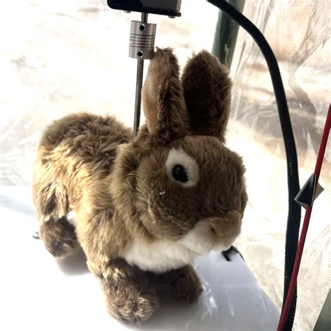 Image result for Robo Bunny Python