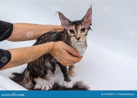 Maine Coon Cat is Washed with Shampoo. Grooming a Young Handsome Wet ...