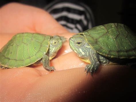 Image result for Turtle Shell Backpack for Custom Use