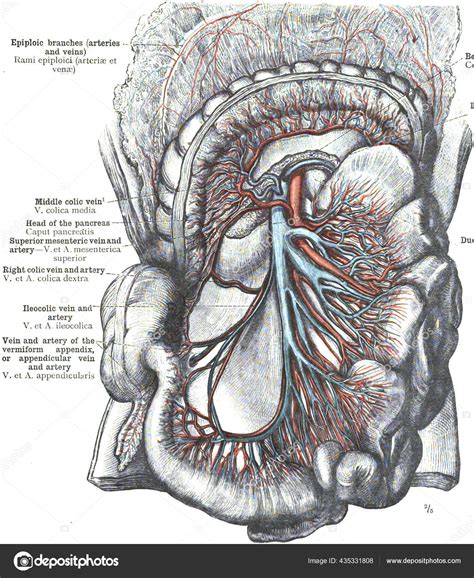 Cranial Mesenteric Artery