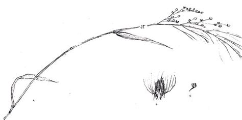 Grasslands of Anshi-Dandeli Tiger Reserve