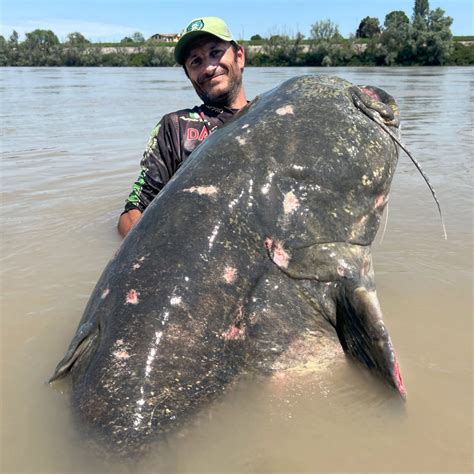 Fisherman catches 9-foot-long catfish in Italy