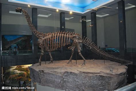 内蒙古博物院恐龙化石高清图片下载_红动中国