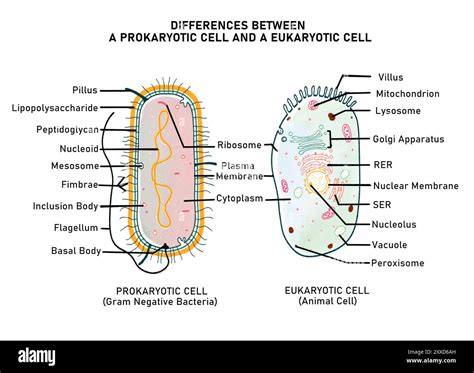 Prokaryotic Cell Eukaryotic Cell Vs Prokaryotic Cell Difference And