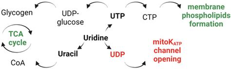 The Protective Effect of Uridine in a Rotenone-Induced Model of ...