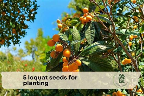5 Loquat Seeds for Planting - Etsy