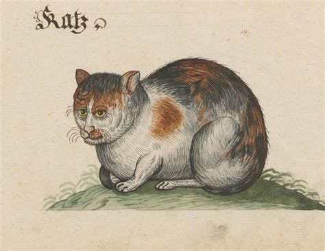 Medieval Cat Memes