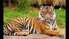 Bengal Tiger Image by Royal Bengal Tiger Picture Only For Bengal Tiger Image