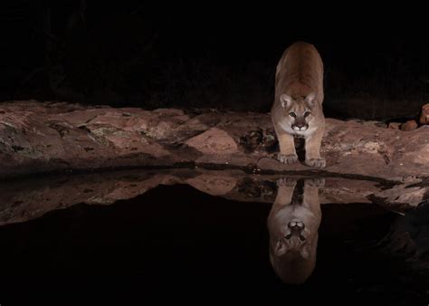 Are There Mountain Lions in North Carolina? - A-Z Animals