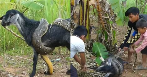 Image result for Python vs Goat
