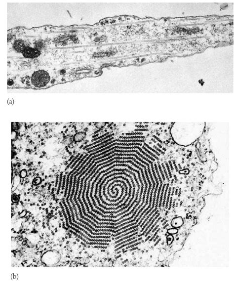 Biological Cell Structure 的图像结果