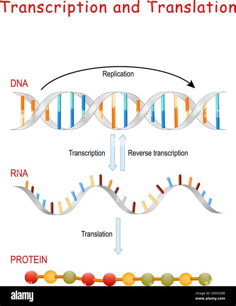 DNA Replication, Protein synthesis, Transcription and translation ...