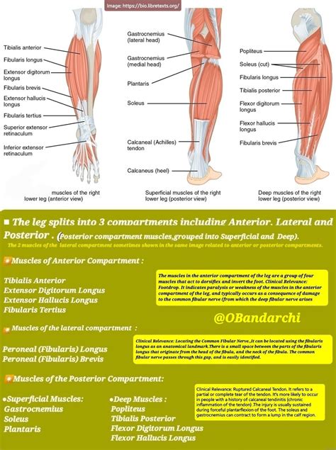 Posterior Compartment Of Leg