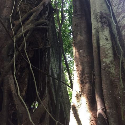 PROBOSCIS LODGE SUKAU BUKIT MELAPI (Kinabatangan District) - Lodge ...