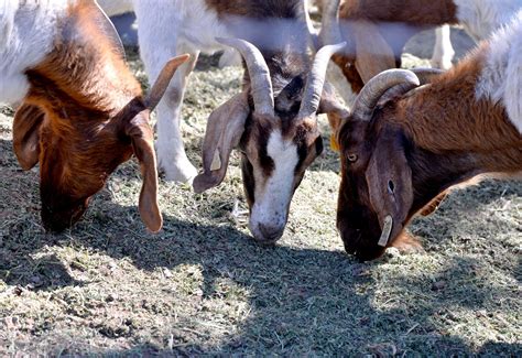 Pre-fire season means it’s time for goats in Rancho Palos Verdes ...
