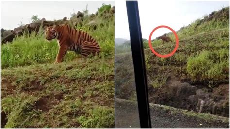 MP Wildlife Wonders: Tiger Spotted On Hill Top At Ganpati Ghat; Visuals ...