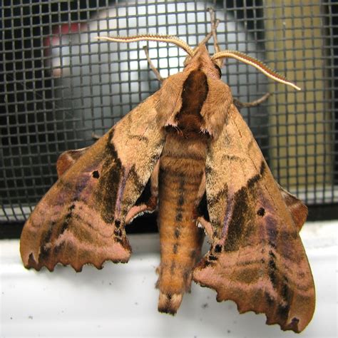 Blinded Sphinx Moth (Lepidoptera of the Royal Hills, NW Caddo Parish ...