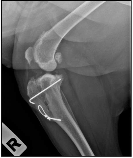Animals | Special Issue : Strong Bones and Healthy Joints: Insights ...