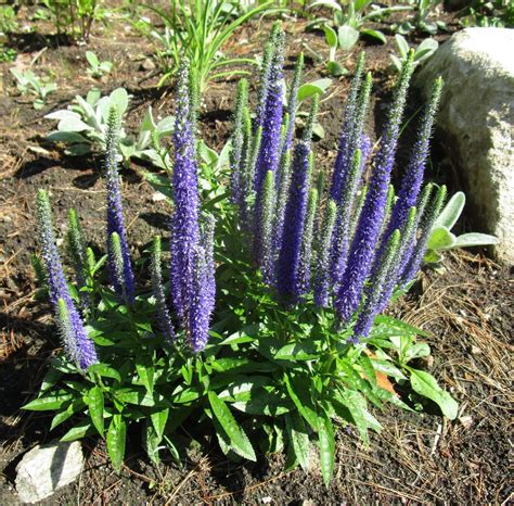 Veronica 'Royal Candles' (Speedwell)