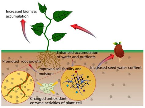 Plants | Special Issue : The Impact of Nanomaterials on Plant Growth ...