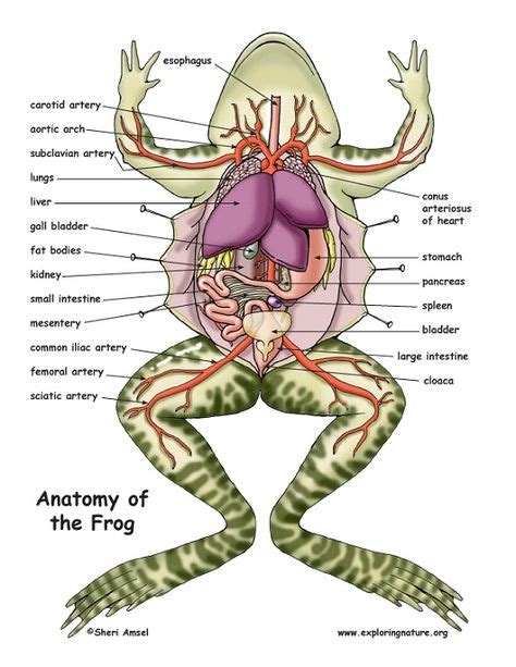 frog diagram quiz