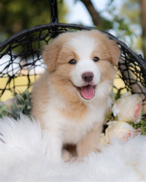 Swift | Reserved | Congratulations & Thank You To The F Family of ...