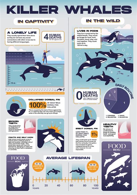 Killer Whales in Captivity vs. The Wild (Infographics)