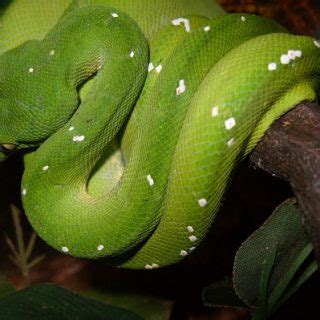 Image result for Adult Green Tree Python
